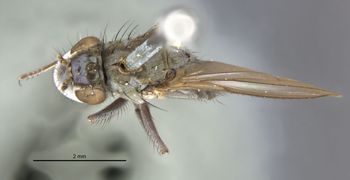 Media type: image;   Entomology 11180 Aspect: habitus dorsal view